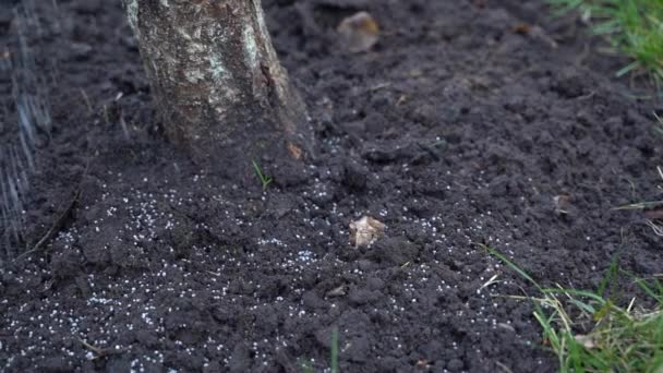 Genç Ağacın Yanındaki Toprak Bol Miktarda Granüler Gübre Ile Serpilmiştir — Stok video