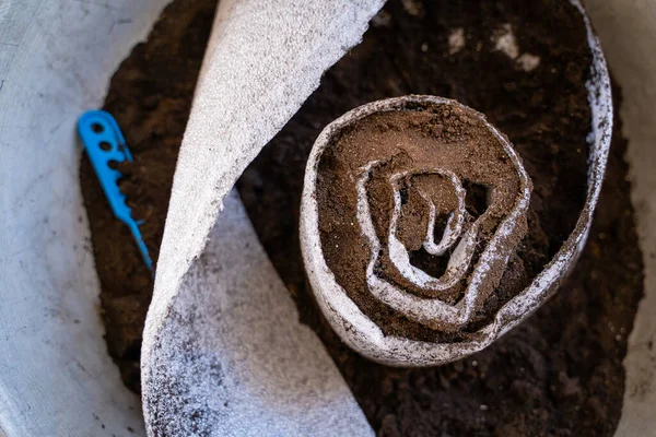 Köpüklü polietilen tohumu içinde fidelerin hazırlanması. Bitki tohumlarıyla dolu toprak, baharda filizlenmek üzere rulo şeklinde paketlenir. Pencere kenarında yer ayırmak için yöntem