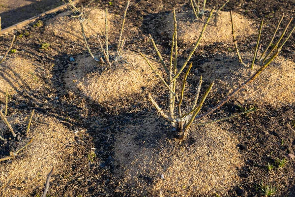 Kış üstüne gül çalısı talaşla kaplanmış ve odun külleriyle gübrelenmiş, yakın plan. Çiçekli bir çiçek tarhında bahar ısınması. Mantar önleyici ve enfeksiyon önleyici sıvıyla tedavi edilen çıplak dallar.