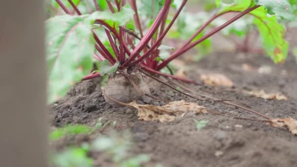 红色甜菜根在土壤中的特写 照相机的运动 优质Fullhd影片 — 图库视频影像