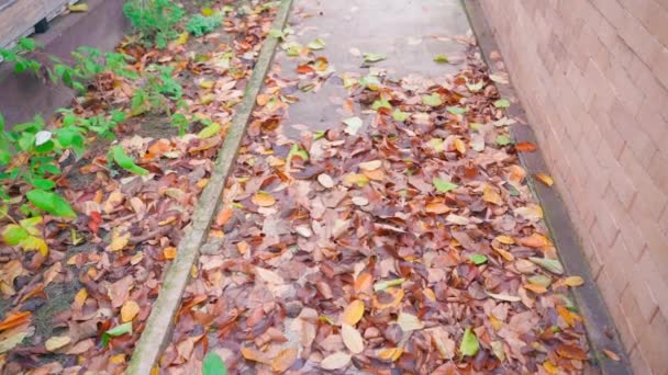 Folhas Caídas Outono Não São Removidas Caminho Caminhada Movimento Suave — Vídeo de Stock