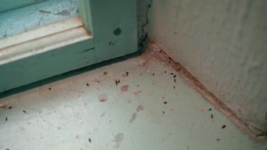 Eski bir evin pencere eşiğindeki fare dışkıları, yakın plan. Yüksek kaliteli FullHD görüntüler