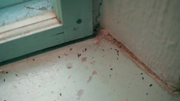 古い家の窓辺のマウスの糞 クローズアップ 高品質のフルHd映像 — ストック動画
