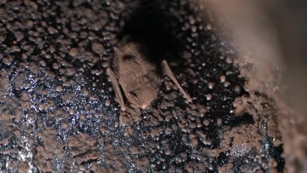 Bat Chimney Close Camera Movement High Quality Fullhd Footage — Stock Video
