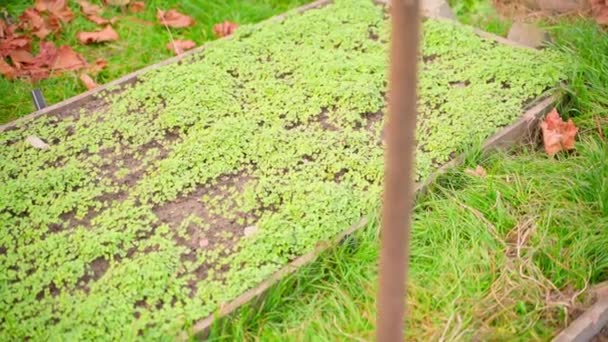 秋のクローズアップで造園ベッド 滑らかなカメラの動き 土の中で緑の肥料を蒔く 高品質のフルHd映像 — ストック動画