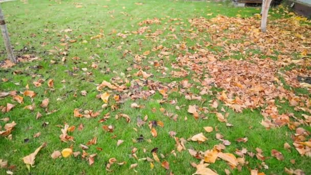 花园绿草上的落叶 平缓慢镜头 优质Fullhd影片 — 图库视频影像