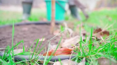 Sonbaharda bahçıvanlık konulu bir arka plan. Ağacın etrafındaki toprağı sürüp otları temizliyorum. Bahçeyi kışa hazırlıyorum. Arka plan bulanık. Yüksek kalite 4k görüntü