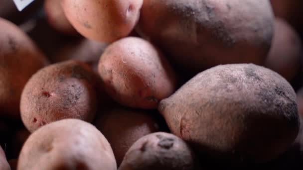 赤いジャガイモ クローズアップ付きの箱に100ドル 野菜の輸出と輸入の価格 根菜類の価格の上昇 高品質のフルHd映像 — ストック動画