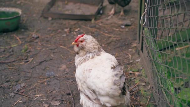 Gammal Vit Kyckling Faverolles Skjutbanan Närbild Långsam Rörelse Jämn Kamerarörelse — Stockvideo