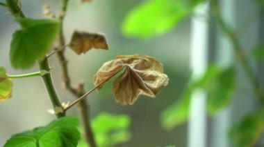 Sardunya odasının kuru yaprakları yakın plan. Pürüzsüz kamera hareketi. Yüksek kaliteli FullHD görüntüler