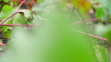 Sonbaharda bahçede pancar pancarı. Yüksek kaliteli FullHD görüntüler