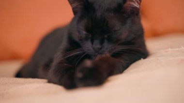 Kara kedi yatmaya yakın çekim yapar. Şirin kedi yavrusu uykuya dalıyor. Yüksek kalite 4k görüntü