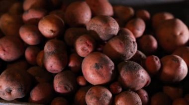 Kırmızı patatesler için pazarlık, bir kutu patates için üç yüz dolar teklif edildi. Sebze fiyatları yükseliyor. Yüksek kalite 4k görüntü