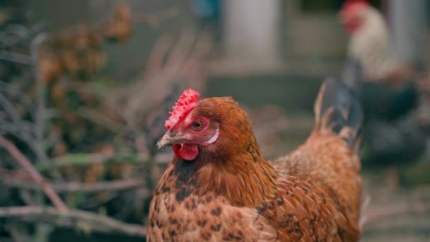 Bulanık Arka Planda Canlı Kahverengi Tavuk Görüntüsü Yüksek Kaliteli Fullhd — Stok video