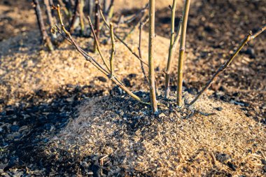Baharın başında gül çalıları ile çiçek tarhı. Kış sonrası dalları çıplak gül çalıları olan bir kır çimenliğinde gün batımı. Gül köklerinin talaşla donmasını önlüyor.