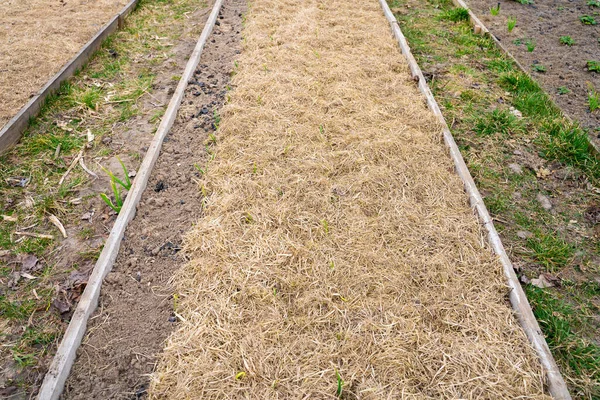 Garden Bed Dry Grass Mulch Soil Garden Covered Straw Frost — Stock Photo, Image