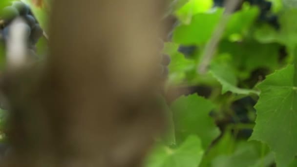Niebieskie Winogrona Rosnące Bliska Płynny Ruch Kamery Wysokiej Jakości Materiał — Wideo stockowe
