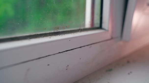Schimmel Kunststofffenstern Durch Feuchtigkeit Dreckig Und Staubig Auf Der Fensterbank — Stockvideo