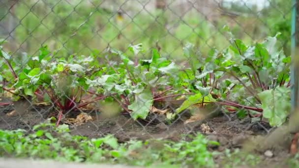 蔬菜园 有成长的甜菜在链条围栏后面 摄像头沿着围栏移动 优质Fullhd影片 — 图库视频影像