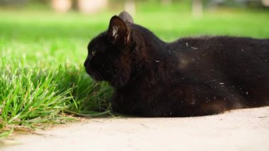 Güzel siyah bir kedi yalan söyler ve kameraya bakar. Bahçedeki yeşil sulu çimenler, sıcak yaz havası. Pürüzsüz kamera hareketi. Yüksek kaliteli FullHD görüntüler