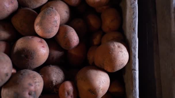 Camera Flies Crates Potatoes Close Stocks Potatoes High Quality Fullhd — Stock Video