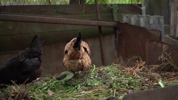 Kurczaki Chodzą Stercie Kompostu Wiosce Płynny Ruch Kamery Wysokiej Jakości — Wideo stockowe