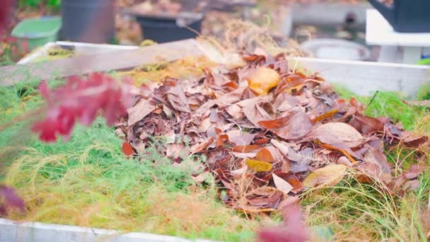 秋に堆肥ヒープ上の落ち葉 秋の庭で滑らかな動き 高品質のフルHd映像 — ストック動画