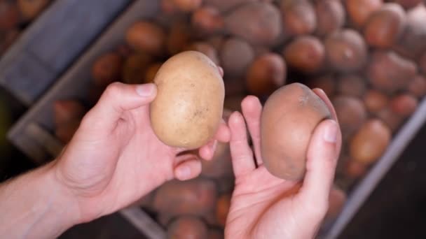 Mâinile Compară Cartofii Albi Roșii Aproape Alegerea Legumelor Rădăcină Piață — Videoclip de stoc