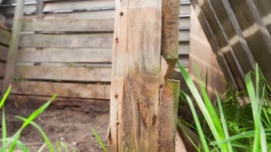 Gübreden humus topladıktan sonra ahşap çerçeve. Sokakta ıslak çürük tahtalar, düzgün kamera hareketleri. Yüksek kaliteli FullHD görüntüler