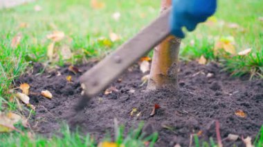 Bahçede sonbahar ağacı bakımı. Genç bir ağacın toprağını kışa hazırlıyorum. Düz kesiciyle toprak gevşiyor. Yüksek kalite 4k görüntü