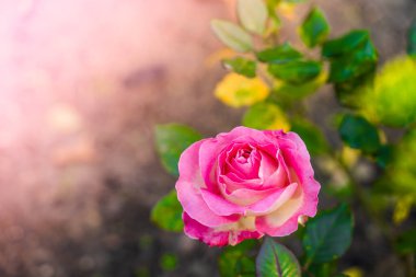 Beautiful pink rose growing in a rose garden close-up on a blurred background, top view