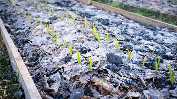 Groene Knoflook Ontsproot Door Droog Gebladerte Het Voorjaar Tuin Eerste — Stockfoto