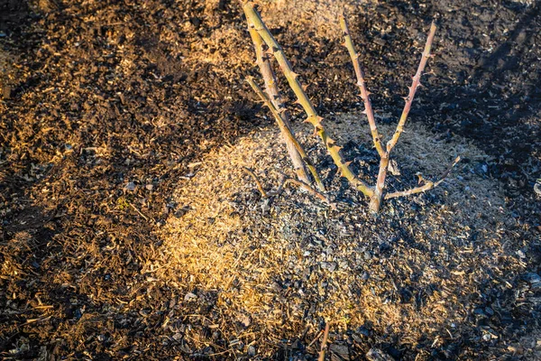 Bloemenbed Met Rozenstruiken Het Vroege Voorjaar Zonsondergang Een Grasveld Met — Stockfoto