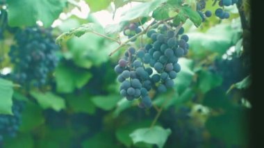 Pencereden büyüyen üzümleri izliyorum. Yüksek kaliteli FullHD görüntüler
