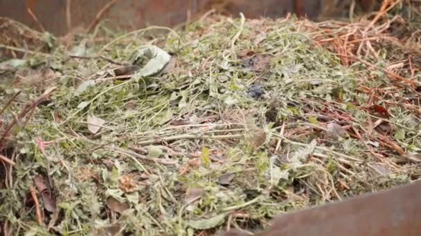 Rottend Onkruid Een Composthoop Plantencompostering Soepele Camerabeweging Hoge Kwaliteit Fullhd — Stockvideo