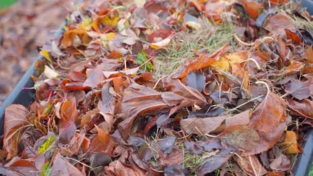 Wet Brown Fallen Leaves Garden Wheelbarrow Close Autumn Garden High — Stock Video