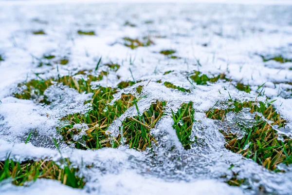 stock image Lawn after winter under melting snow. Grass sprouts in the spring after a snowfall. Waking up plants after warming