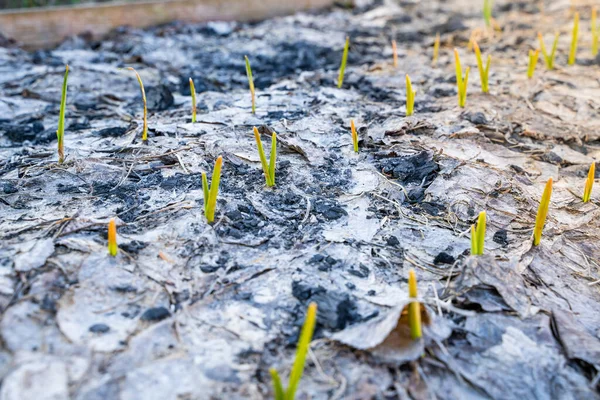 Stock image Garlic planted in the fall in the garden grew in the spring, close-up. Garden bed in early spring with the first sprouts