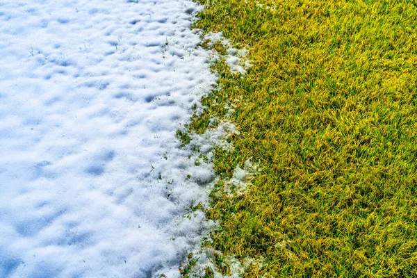 Green grass and white snow. Melting snow on the lawn, top view. Change of the winter season in spring, the beginning of plant growth. Awakening of nature at the first warming. Comparison of heat and cold