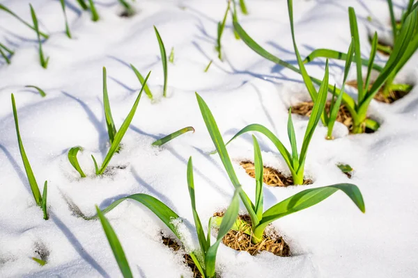 幼小的大蒜在早春的花园床上发芽 在花园的床上融化着的雪与苏醒的绿色植物 园艺季节开始 图库图片