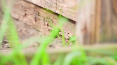 Yerde çürümüş bir tahta var, yakın plan. Yüksek kaliteli FullHD görüntüler