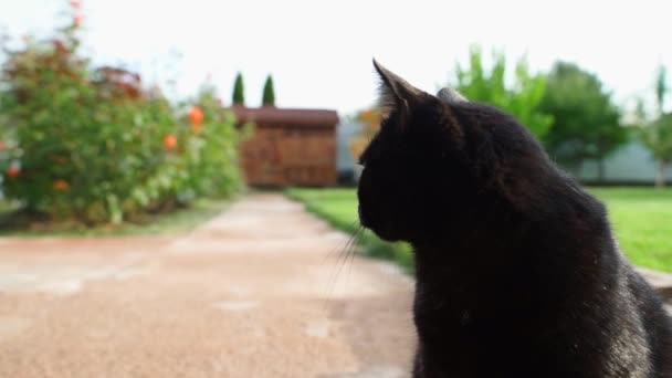 Černá Kočka Sedí Venku Přírodě Teplého Slunečného Dne Proti Zelenému — Stock video