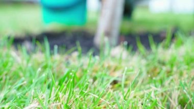 Lastik eldivenli eller arka plandaki ağaçlardan oluşan bir bahçedeki toprağı temizler. Genç bir ağacın gövdesinin yanında yabani otlar hasat ederken ön plandaki yeşil çimlere odaklan. Yüksek kalite 4k