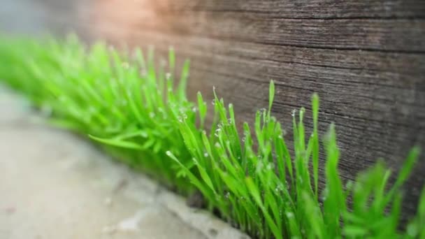 Grünes Saftiges Gras Sprießt Aus Beton Großaufnahme Morgentau Auf Den — Stockvideo