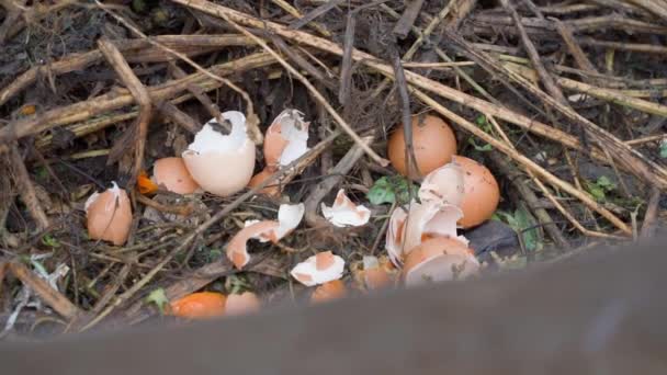 Κοτόπουλο Κέλυφος Αυγού Ένα Σωρό Κομπόστ Κομποστοποίηση Κελύφους Ομαλή Κίνηση — Αρχείο Βίντεο