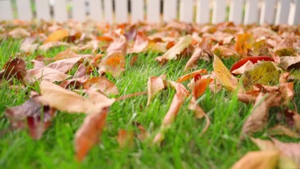 Hojas Caídas Hierba Verde Cerca Jardín Otoño Con Follaje Naranja — Vídeos de Stock