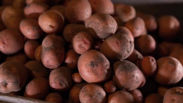 Hundred Dollar Bills Fall Red Potatoes Losing Money Root Crops — Stock Video