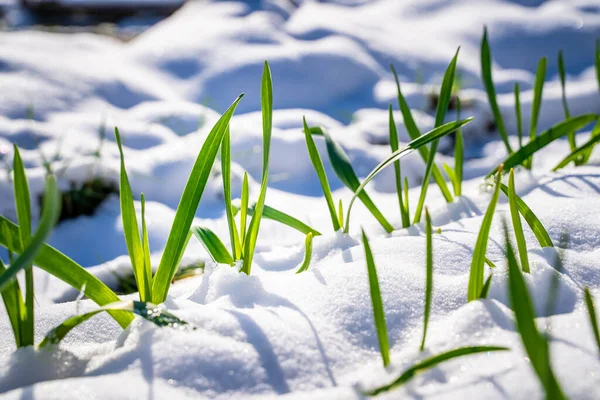 Brotes Verdes Ajo Brotaron Través Nieve Cerca Clima Cálido Soleado — Foto de Stock