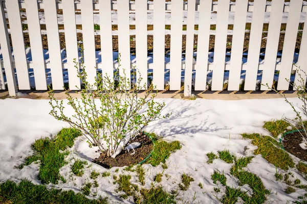 Krzew Agrestu Wiosną Słoneczną Pogodę Topniejącym Śniegiem Lekki Wiosenny Śnieg — Zdjęcie stockowe