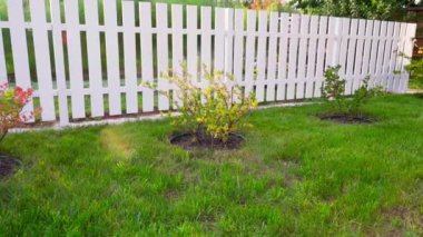 Böğürtlen çalıları ve yeşil çimlerle kaplı bir kır çimenliğinde ılık bir yaz günü. Özel bir arsada şık beyaz ahşap çitler. Sonbaharda çimenlikte bektaşi üzümü çalısı, güneşli bir parıltı. Pürüzsüz kamera hareketi. Yüksek